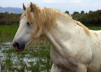 nice horse wild in camargue french Region