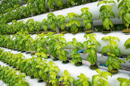 Basil plants growing in plastic pipes