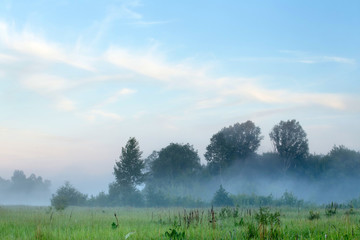 thick fog in the grove