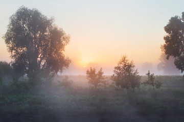 Fototapeta na wymiar thick fog in the grove