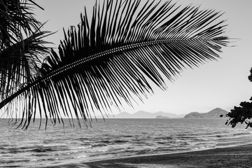 Beach in Australia with Palms