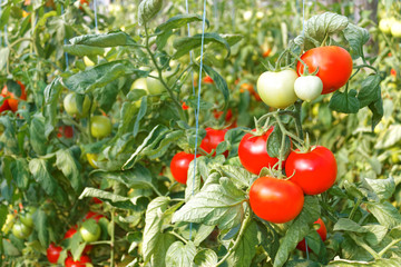  Many ripe red tomato fruits in greenhouse