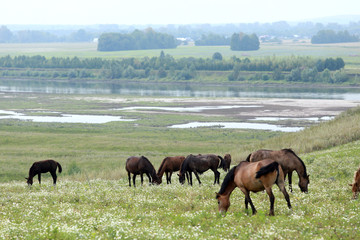 horse on pasture