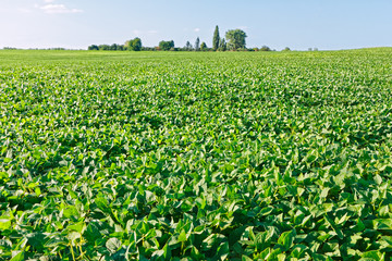 Green soybean field