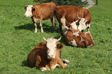 Naklejka na ściany i meble Cattle, Rinder