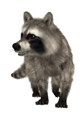 3D Rendering Raccoon on White