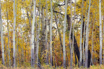 Naberezhnye Chelny, Russia 