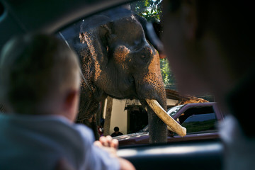 The father with son look at elephant