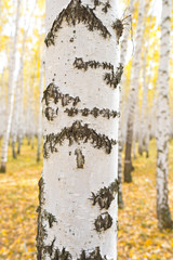 birch tree