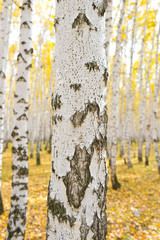 birch tree