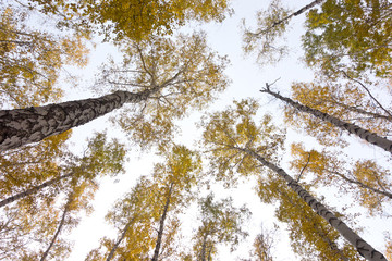 looking up in forest