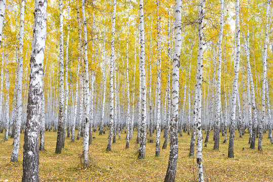 Fototapeta autumn birch forest