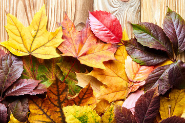 Naklejka na ściany i meble Yellow, red, green, orange leaves. Autumn, September, October and November.
