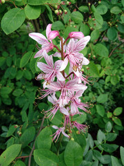 Gas plant (Dictamnus albus) in flower