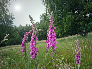 common foxglove (Digitalis purpurea) flowering  location: natural reserve Doenche at Kassel, Germany © BjörnBuxbaum-Conradi