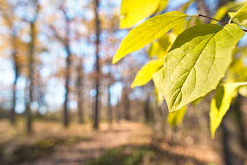 dry foliage in the forest