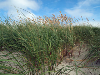beach grass (Ammophila arenaria) at Heligoland Island (Dune), Germany