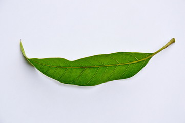 mango leaf on white background