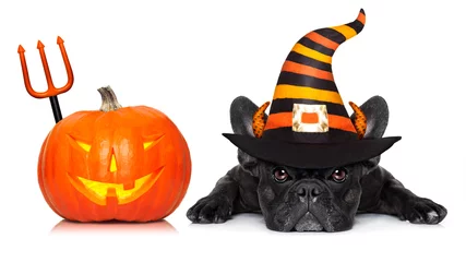 Photo sur Plexiglas Chien fou bannière de chien halloween