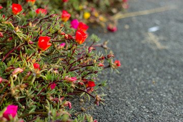 Obraz premium autumnal texture autumn leaves and flowers of yellow, red, pursl