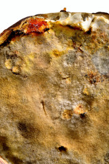 Naklejka premium Food mould on jam close up.