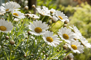 Daisies