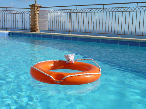 Pig in a pool
