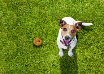 Foto auf Acrylglas Lustiger Hund Hundekot auf Gras im Park