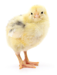 Fototapeta premium Small yellow chicken