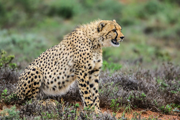 Cheetah Safari Shoot South Africa