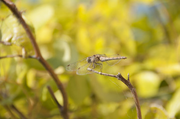 Dragonfly