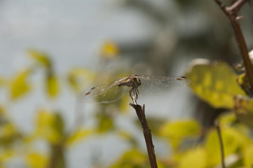 Dragonfly