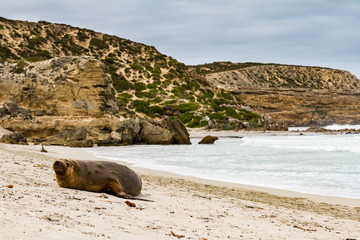 Seal at the Sealbay, Kangaroo Island