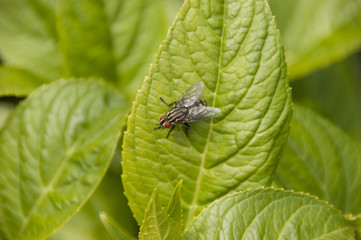 Horse fly