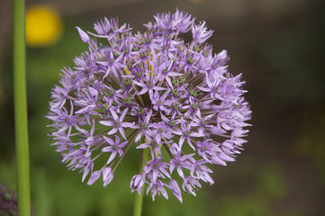 Alium