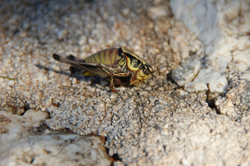 Cicada