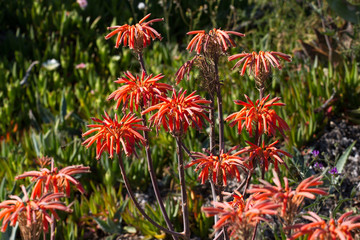 Flowers of medicinal aloe vera plant
