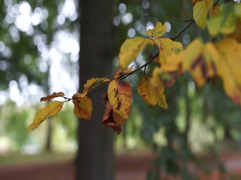 Herbst Blätter