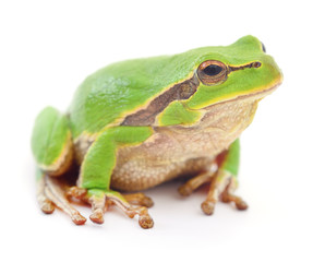 Green frog isollated.
