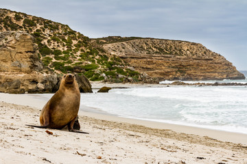 Seal at the Sealbay, Kangaroo Island