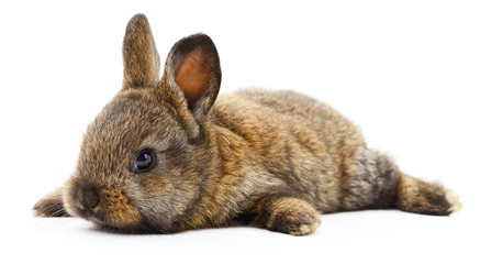 Brown bunny rabbit. - 123336457