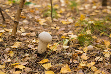 Two puffballs in the moss during the autumn