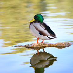 adult drake Mallard stands on a stone