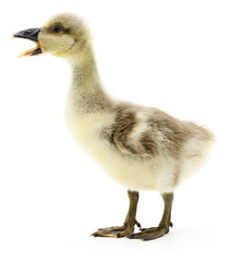 Little gosling isolated.