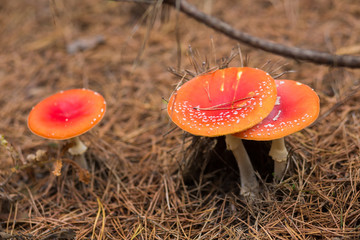 Group of toadstools in the forest (horizontally)