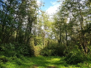 Forest in sunlight and shadows 