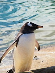gentoo penguin standing by water