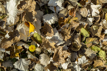 Foliage background with dandelion