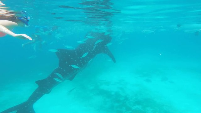 Woman in a bikini swimming next to whale shark
