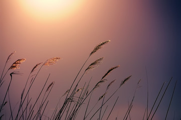 reed stalks sparkling golden light and the sun. natural plant sunny background soft lilac, mauve shades background.
